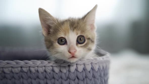 A Surprised Kitten's Head Sticks Out of a Wicker Basket