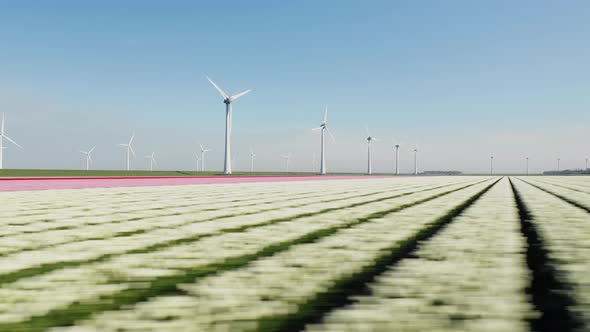 Beautiful Field Of Dutch Tulips At Summer Near Wind Farm At North Holland, Netherlands. - aerial alt