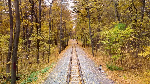 Railway line in bright yellow leaves, autumn forest