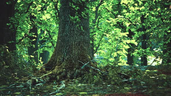 Beautiful Bright Green Moss Grown Up Cover the Rough Stones alt