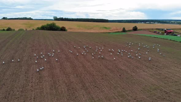 Large group of common cranes starting, taking off from rural field for migration flight. Poland, pom alt