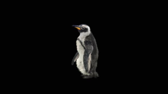 Penguin Dancing HD alt
