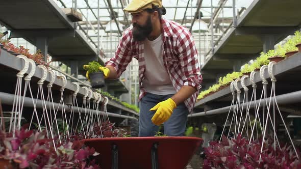 Gardener Taking Plants From Wheelbarrow and Putting Them on Shelves in Hothouse