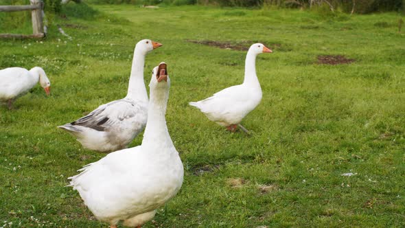 Flock Angry Goose Hissing on Walk at Green Pasture on Bird Farm. White Domestic Geese Grazing on alt