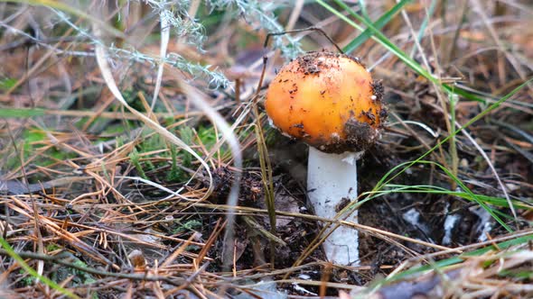 Toadstool mushroom in the forest in autumn