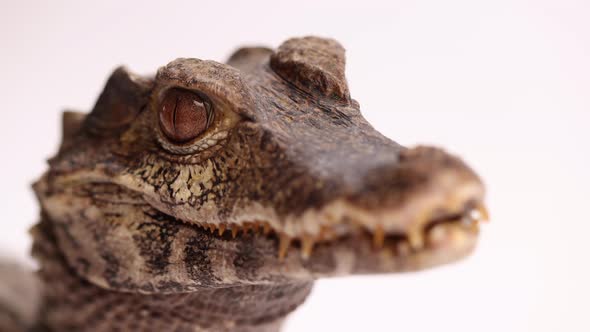 crocodile macro closeup epic smooth rotating view alt