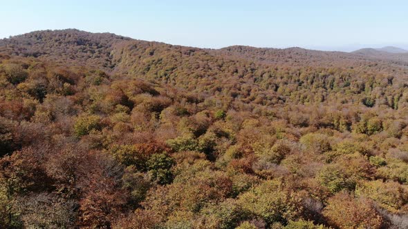 Sabaduri Mountain. Autumn forest. Georgia alt