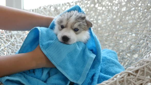 Blue Eyes Siberian Husky Puppy After Bath Is Covered With A Blue Towel alt
