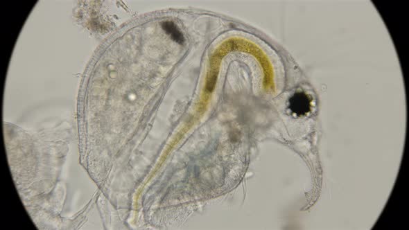 Bosmina water flea, under a microscope  alt