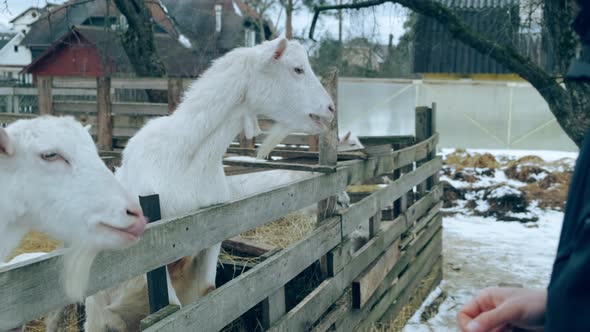 A White Goat in the Pen is Fed with Bread