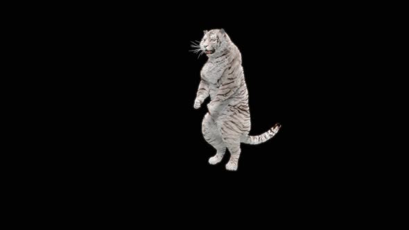 68 White Tiger Dancing HD alt