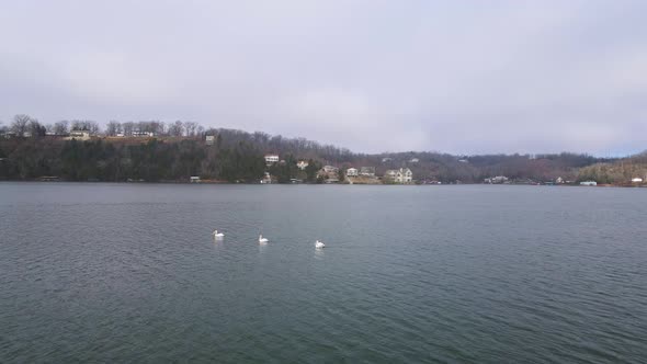Birds Floating on the Water Surface of Ozarks Lake, Missouri - Aerial alt