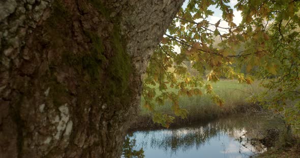 Big Old Oak Tree By the River on Sunny Day in Wild Nature alt