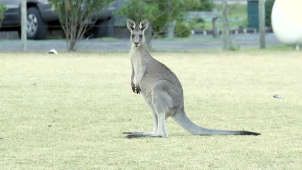 Australian kangaroo's grazing in a township park land. Female roo turns and looks at the camera, tur alt