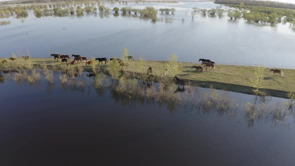 The Horse Herd Graze Along the Shore of the Lake. Wild Horses in Nature