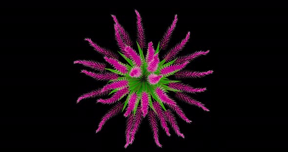 Growing Muhlenbergia Flowers-Top alt