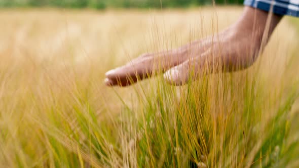 Man Farmer Walks Through a Wheat Field at Sunset Touching Green Ears of Wheat with His Hands alt