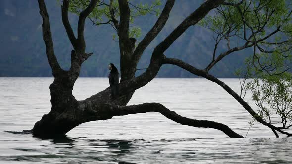 Close up to Wanaka tree which one bird rest alt