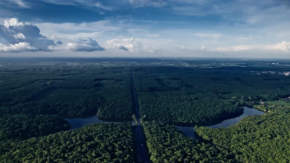 Summer Green Trees in Forest Background alt