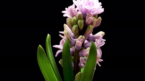 Spring Flowers Hyacinth Opening