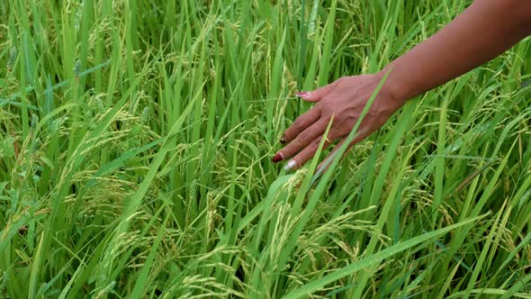 Asian Women Hand in Beautiful Green Paddy Field in Thailand Women Walking at Rice Field alt