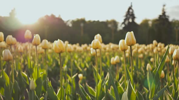 A Flower Bed of Tulips in the Park in the Evening at Sunset in the Sun alt