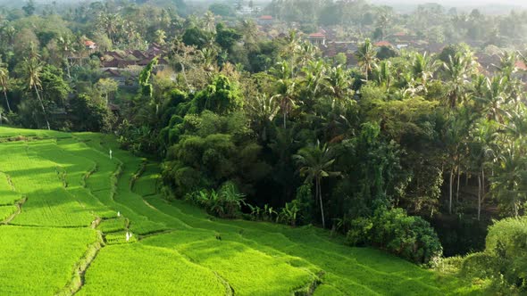 Orbiting around a rice terrace field