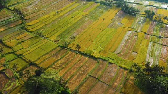 Amazing cinematic Ubud, Bali drone footage with exotic rice terrace, small farms and agroforestry pl alt