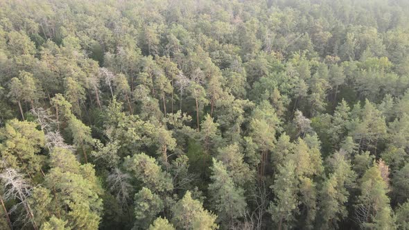 Aerial View of a Green Forest on a Summer Day alt