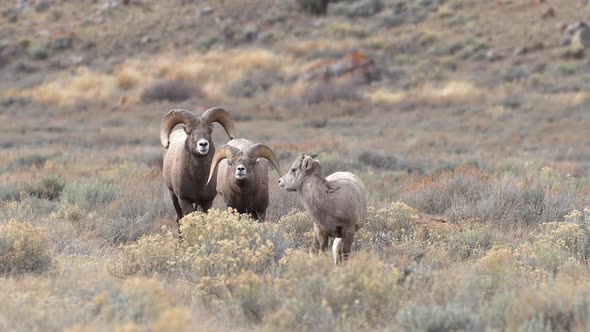 Big Horn Sheep rams walking with herd through the brush in Wyoming alt