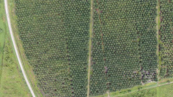 Aerial View of The Palm Oil Estates alt