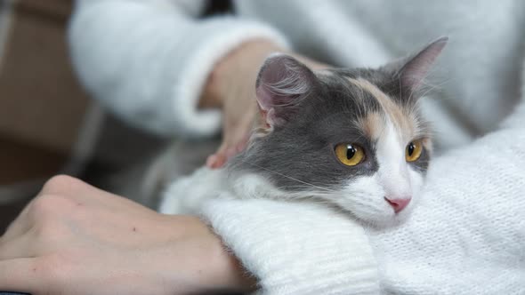 Cat on the Girl Legs alt