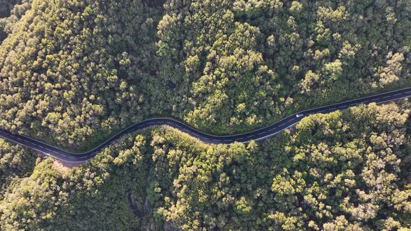 Top View of the Curvy Road Across the Green Forest