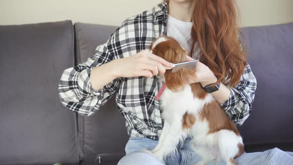 Young Woman Combs Her Dog on the Couch at Home
