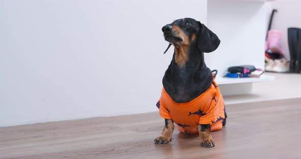 Cute Dachshund Dog in Orange Tshirt Executes the Sit Command Front View