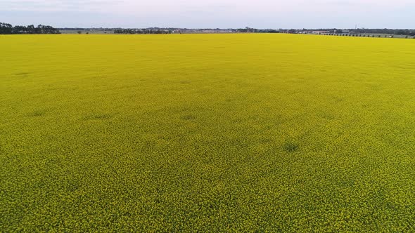 Drone Aerial of Canola Field Meadow alt