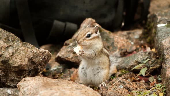 Slow Motion of a Small Chipmunk Eats Holding a Piece of Bread.