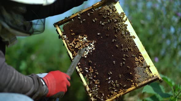 Young Beekeeper Inspecting Bees in the Apiary alt