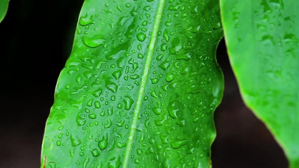 Leaf Of Wood With Drops Of Dew