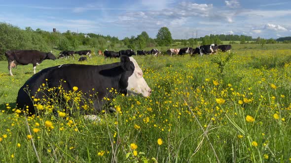 Friesian Black and White Dairy Cows Lying in Grass Farm Field Pasture alt