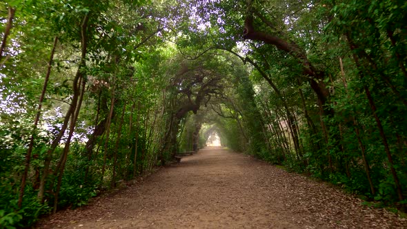 Boboli Gardens. Florence, Italy. Walking Along Shady Arched Path in Boboli Garden Park alt