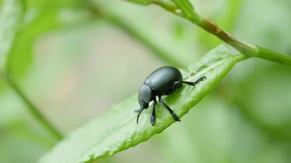 Black Agelastica alni leaf beetle insect  in natural environment 4K 2160p 30fps UltraHD footage - Al alt