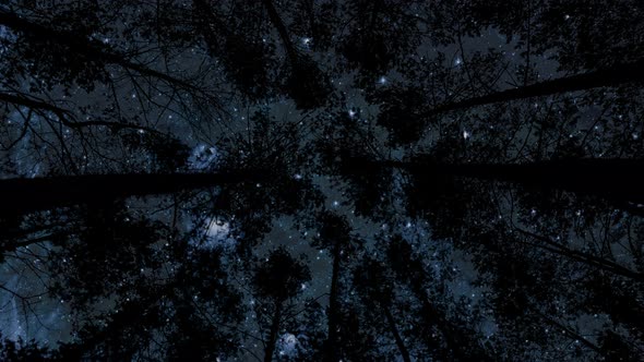 Forest. backgrounds night sky and stars and moon and clouds.