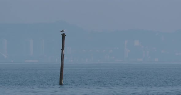 Phalacrocorax or Cormorant Dries It's Feathers on Pipe Upon Water alt