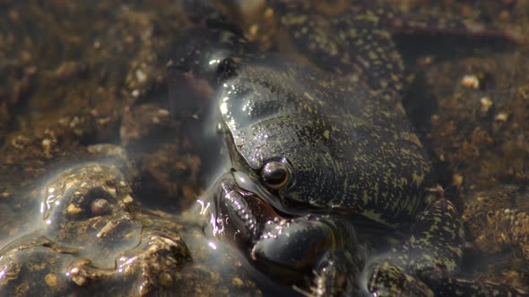 Warty Crab in a Rock alt