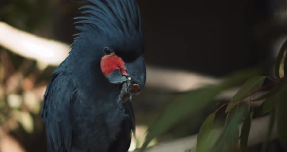 Close up of a Beautiful Black Palm Cockatoo eating almond. BMPCC 4K alt