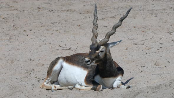 Majestic Indian Antelope or Antilope Cervicapra chewing and lying in sand during sunny day alt