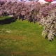 Counterclockwise orbit around Cherry Trees with beautiful pink blossoms - VideoHive Item for Sale