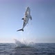 Shark Jump Out of Water 4k - VideoHive Item for Sale
