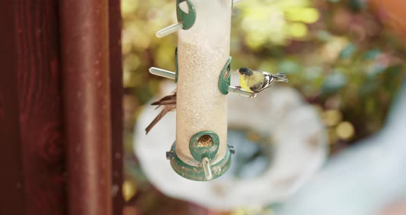 Wildlife  Summer Day alt